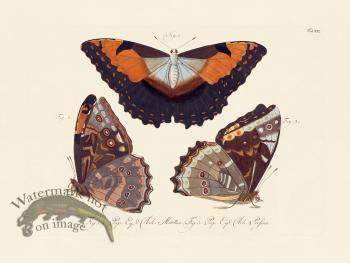 Jablonsky Butterfly 022